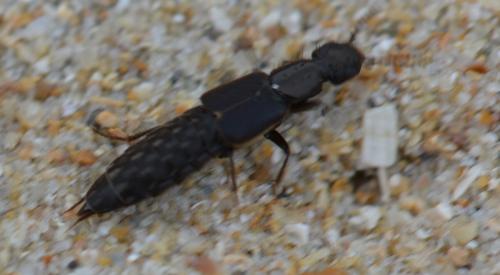 Cafius xantholoma